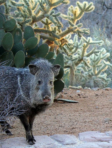 Wild Pig, Southern Arizona, Desert Animals, Animal Antics, Sonoran Desert, Flagstaff, Wildlife Animals, Weird Animals, Animals Of The World