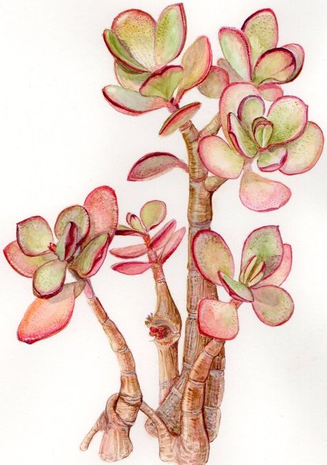 Succulent Drawings, Succulent Art Drawing, Painting Succulents, Succulents Illustration, Succulents Drawing, Cactus Paintings, Tree Pot, Succulent Painting, Cactus Drawing