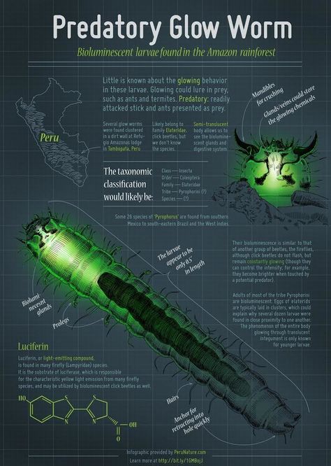 Taxonomic Classification, Glow Worms, James And Giant Peach, Peruvian Amazon, Medical School Life, Glow Worm, Animal Adaptations, Secondary Science, Insect Photography