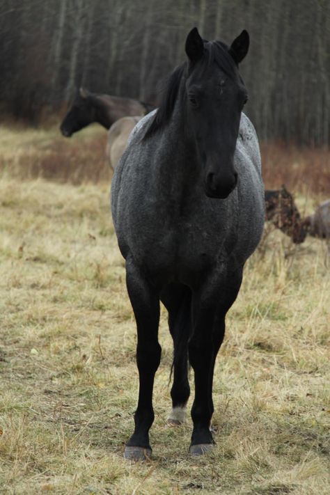 Black Roan Horse, Blue Roan Horse Aesthetic, Blue Roan Horses, Horse Blue Roan, Roan Appaloosa, Blue Roan Quarter Horse, Roan Cocker Spaniel, Blue Roan Horse, Roan Horse