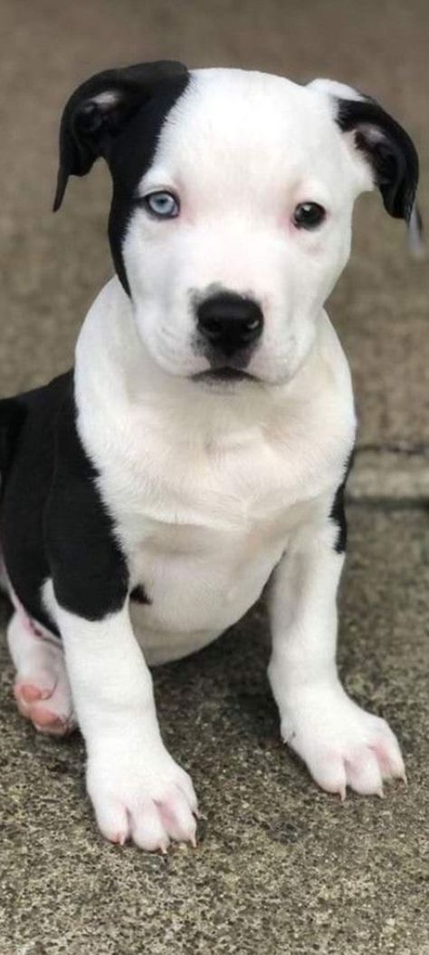 Black And White Pitbull Puppy, White Staffy Puppy, Cute Pit Bulls, Pitbull Noir, White Pitbull Puppies, Black And White Pitbull, Puppies Golden Retriever, Golden Retriever Mix Puppies, Pitbull Terrier Puppies