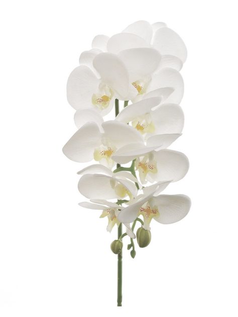 Elevate your decor with the timeless beauty of our "31" White Phalaenopsis Orchid Stem bundle. Perfect for home, weddings, and special celebrations. Orchid Wedding Decor, White Phalaenopsis Orchid, White Orchid Wedding, Orchid Wedding, Artificial Orchids, Phalaenopsis Orchid, White Orchids, Elegant Home Decor, Elegant Decor