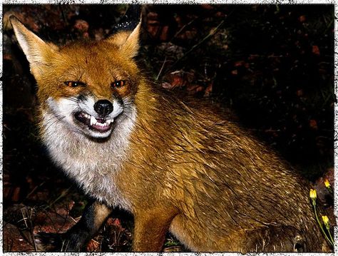 Animals That Are Angry | Recent Photos The Commons Getty Collection Galleries World Map App ... Angry Fox, Anthropology Major, Fierce Animals, Geometric Tattoo Arm, Deer Tattoo, Fox Painting, Fox Tattoo, Full Sleeve Tattoos, Canine Art