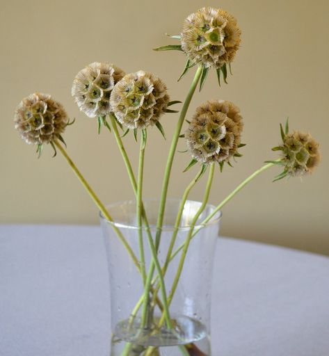 Scabiosa Stellata, Scabiosa Pods, Wedding Bouquets Bride, Shade Flowers, Paper Moon, Cut Flower Garden, Seed Company, Pink And White Flowers, Rare Flowers