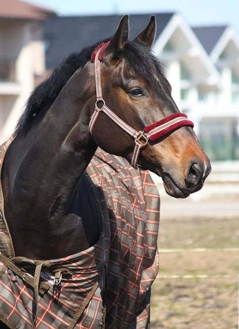 Turnout Blanket, Canadian Horse, Healthy Horses, Horse Blanket, Winter Horse, Dead Hair, Leg Straps, American Continent, Heavy Jacket