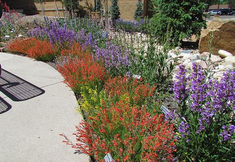 Tough Plants for Wyoming Gardeners Bio Diverse Lawn, Wyoming Landscape Ideas, Biodiverse Yard, Wyoming Landscaping, Mountain Landscaping, Xeriscape Ideas, Drought Tolerant Landscape Front Yard, Colorado Gardening, Farm Landscaping