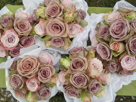 Amnesia and Faith Roses in bridesmaids Posies by The Flowersmiths, via Flickr Tea Roses Bouquet, Amnesia Rose Bouquet, Faith Rose, Tea Rose Perfume, Dusky Pink Roses, Amnesia Rose, Romantic Antike Rose, Jasmine Wedding, Dusty Pink Weddings