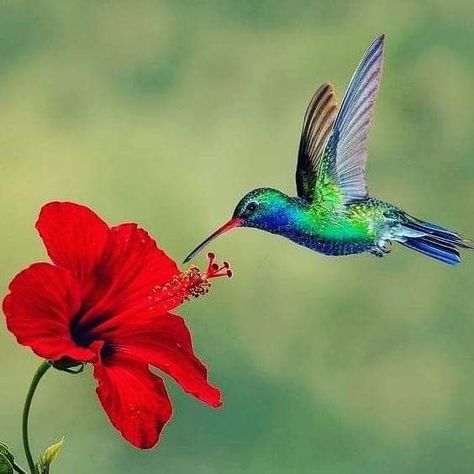 Images Of Hummingbirds, Hummingbird Drinking From Flower, Propagate Hibiscus, Hummingbird Colors, Hummingbird Drawing, Hummingbird And Flower, Hummingbirds Photography, Hummingbird Photos, Wallpaper Animals