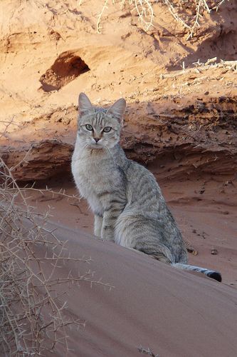 African wildcat [Felis silvestris lybica] is seen here in the desert  as small numbers of this wildcat do occur in true deserts such as the Sahara. African Wildcat, African Wild Cat, Wild Cat Species, African Savanna, Small Wild Cats, Sand Cat, Amur Leopard, Spotted Cat, Cat Species