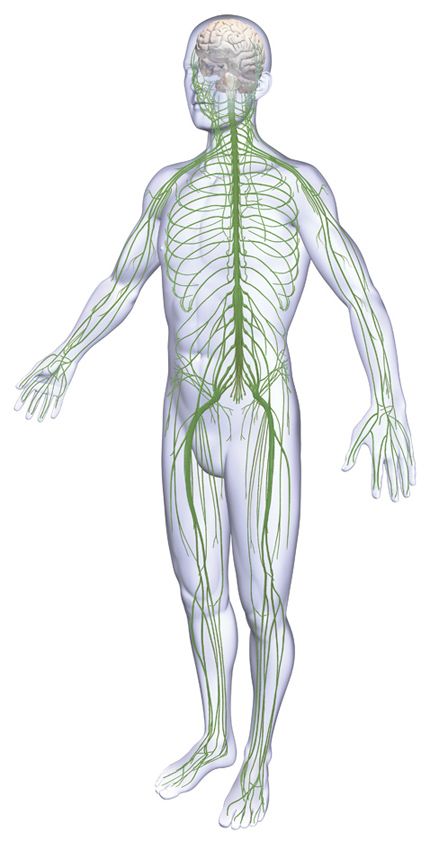 Nervous system Muscoskeletal System, Nervous System Projects, Human Body Nervous System, Science Animation, Medical Illustrations, History Infographic, Commercial Illustration, Medical Animation, Bull Art