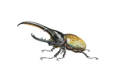 Hercules Beetle Illustration, Bugs Drawing, Beetle Illustration, Side View Drawing, Hercules Beetle, Live Painting, Charcoal Art, Beautiful Bugs, Creature Drawings