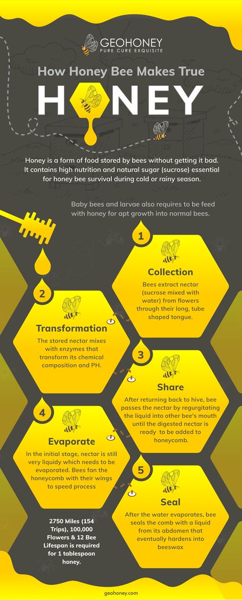 Honey Bee Farming, Honey Images, Bee Farming, Honey Production, Bee Positive, Science Infographics, Bee Stuff, Infographic Layout, Information Visualization