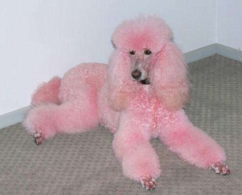 Pink poodle inspiration Anjing Poodle, Poodle Haircut, Poodle Cuts, Poodle Grooming, French Poodles, Vintage Poodle, Pink Poodle, Poodle Puppy, Standard Poodle