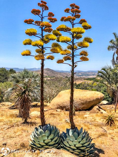 Agave Parryi Truncata, Agave Plant Landscaping, Desert Foliage, Artichoke Agave, Desert Plants Landscaping, Agave Flower, Century Plant, Plant Fungus, Agave Plant