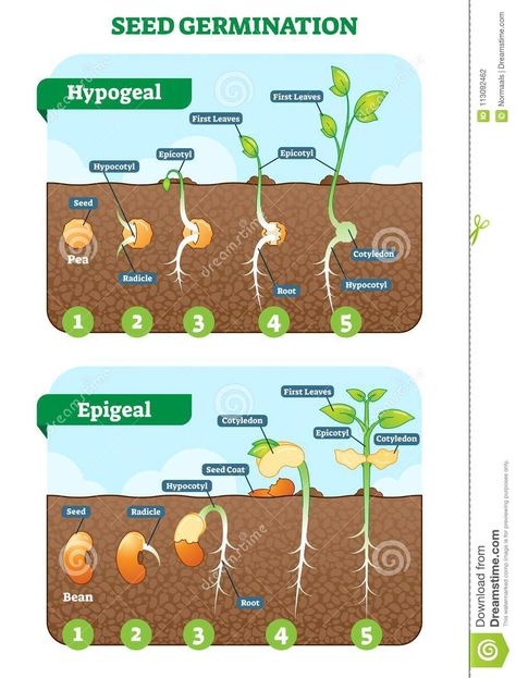 Seed Germination Cross Section Vector Illustration in Stages. Hypogeal and Epigeal Types. Stock Vector - Illustration of hypogeal, epicotyl: 113092462 Horticulture Education, Plant Lessons, Biology Plants, Agriculture Education, Biology Lessons, Plant Life Cycle, Teaching Biology, Science Notes, Biology Notes