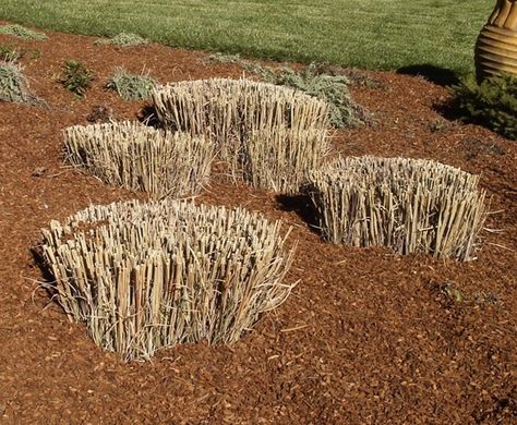 Pampas Grass Landscape, Beach Grass, Commercial Landscaping, Grasses Landscaping, Grasses Garden, Plant Cuttings, Ornamental Grasses, Landscape Projects, Pampas Grass