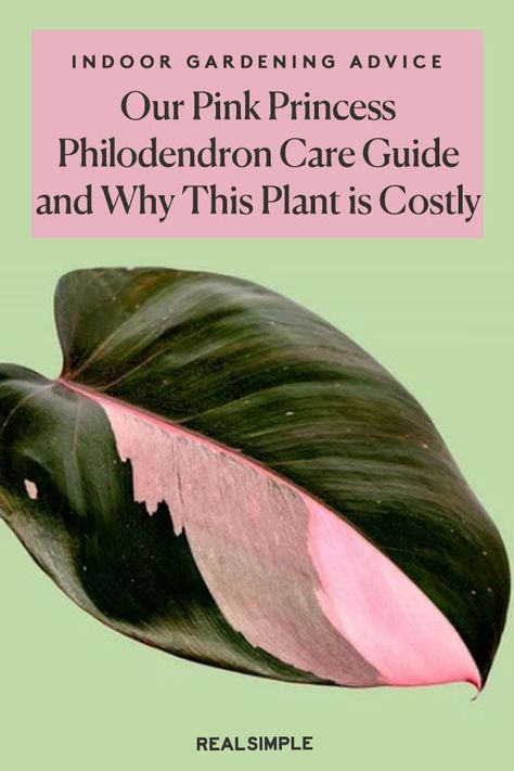 Philodendron Pink Congo, White Princess Philodendron, Pink Lady Plant, Philodendron Care Tips, Pink Philodendron, Pink Princess Plant, Princess Plant, Pink Princess Philodendron, Philodendron Care