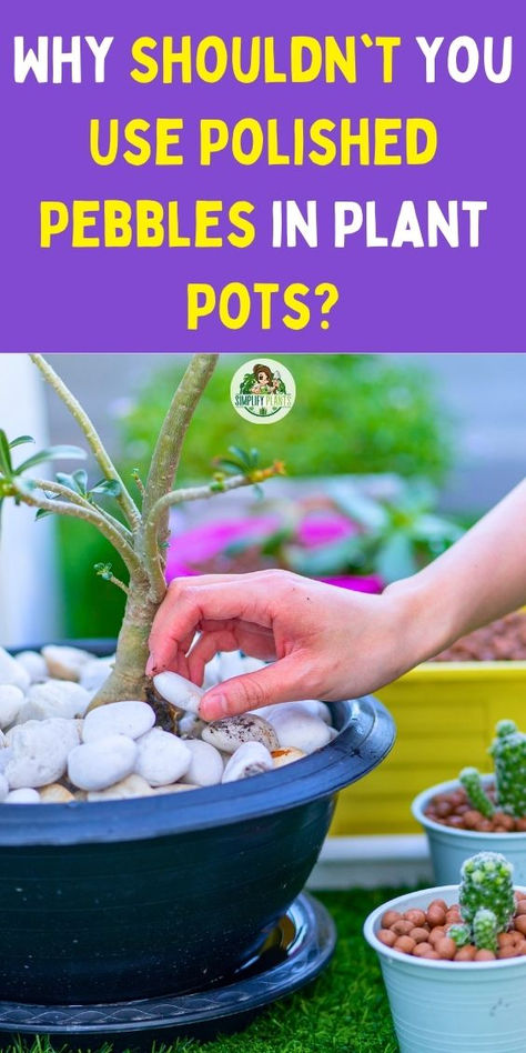 Discover why you shouldn't use polished pebbles in plant pots! While they 
may look attractive, polished pebbles can hinder drainage, trap moisture, 
and lead to root rot. Learn about the best alternatives for plant health 
and aesthetics. Enhance your gardening knowledge with our expert tips! Keeping Plants Alive, Easy Indoor Plants, Potted Plants Outdoor, Root Rot, Look Attractive, Plant Hacks, Dish Garden, Bottle Garden, Diy Plant Stand