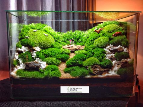 Diy Succulent Terrarium, Aquascape Design, Beautiful Terrariums, Mini Terrarium, Fairy Garden Designs, Astuces Diy, Moss Terrarium, Moss Garden, Terrarium Decor