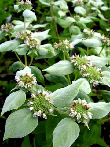 Mountain Mint Pycnanthemum muticum Wild Mint Plant, Mountain Mint Plant, Plant Calendar, Indian Mint Plant, White Perennials, Penstemon Flowers White, Mountain Mint, Mint Seeds, Butterfly Garden Plants