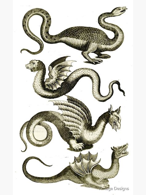 Dragon Engraving, Black And White Books, Types Of Dragons, Sea Serpent, The Originals Characters, Scientific Illustration, Sea Monsters, Bw Photo, Natural History