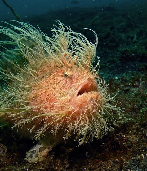 Hairy Frogfish ~ There's some pretty bizzarre looking things lurking down in the deep blue sea! Description from pinterest.com. I searched for this on bing.com/images Bizarre Animals, Creature Marine, Life Under The Sea, Beneath The Sea, Deep Sea Creatures, Ocean Floor, Beautiful Sea Creatures, Water Animals, On The Ocean