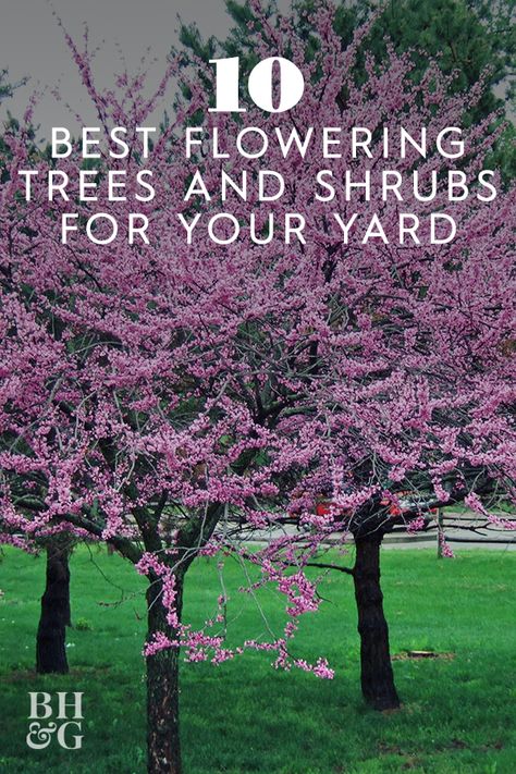 Flowers That Grow On Trees, Small Blooming Trees, Landscaping With Trees And Shrubs, Garden Design With Trees, Tall Flowering Bushes, Types Of Trees Landscaping, Landscape Ideas Trees, Cherry Blossom Front Yard, Flowering Trees For Small Gardens