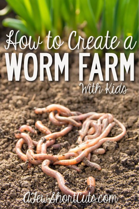 This is so much fun for homeschoolers or just to get the kids involved in the garden! Learn How to create a worm farm with kids! Kid Garden Ideas, Earth Worm Farm, Outdoor Mom, Worm Beds, Cacing Tanah, Backyard Play Spaces, Worm Farming, Worm Bin, Worm Composting