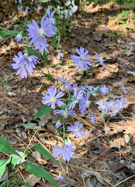 Blue Wood Aster, Wood Aster, Clay Soil Plants, Native Landscaping, Aster Flower, Dragon Flies, Flower Plants, Wildflower Garden, Clay Soil