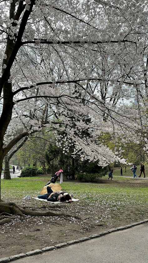 Couple under cheery blossom Cherry Blossom Couple, Spring Has Sprung, Cherry Blossom, Blossom, Cherry, Quick Saves