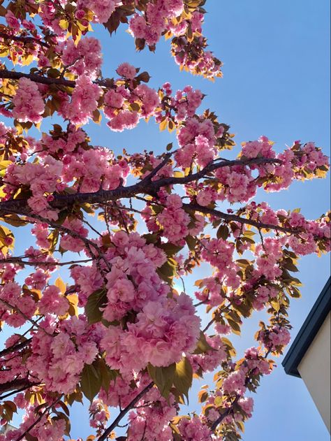 Albero di fiori rosa in contrasto con il cielo azzurro. Aesthetic e colori in contrasto Happiness Aesthetic, Gabriel Guevara, Aesthetic Indie, Pink Spring, Flowers Pink, Blush, Collage, Instagram Photos, Photo And Video