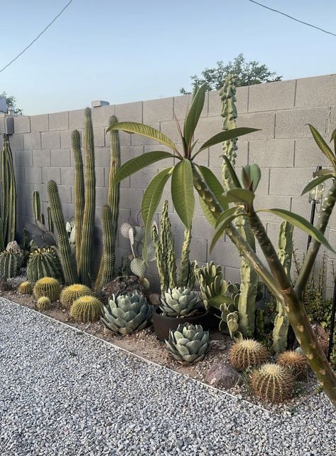 Small Outdoor Patio Ideas Desert, Cactus Against Wall, Tucson Backyard Ideas, Dessert Landscape Ideas, Potted Cactus Garden, Small Cactus Garden Outdoor, Catus Landscaping Garden, Small Desert Backyard Ideas, Cactus Garden Outdoor