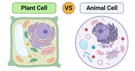 Plants and animals are made up of millions of cells and these cells have several similarities and differences. Considering that they are both eukaryotic cells, which means they have a true nucleus, that is enclosed and separated from other organelles ... Read more The post Plant cell vs Animal cell- Definition, 25 Differences with cell organelles appeared first on Microbe Notes. Plant Cell Vs Animal Cell, Planet Cell, Plant Cell Drawing, Human Cell Structure, Animal Cell Drawing, Cell Definition, Animal Cell Organelles, Nuclear Membrane, Cell Diagram