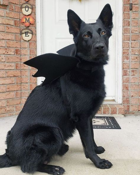 Black Dog Halloween Costumes, Black Dog Costume, Big Dog Halloween Costumes, Goth Animals, Big Dog Costumes, Black And Tan German Shepherd, Dog Paw Print Art, Black Gsd, Tan German Shepherd