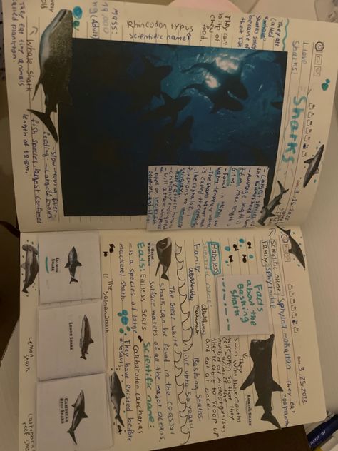 Marine Zoologist Aesthetic, Marine Biology Science Fair Projects, Animal Journal Ideas, Zoology Major Aesthetic, Marine Biology Vision Board, Marine Bio Aesthetic, Marine Biology Notes Sharks, Marine Biology Room, Marine Biology Student Aesthetic