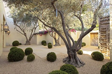 Hoerr Schaudt Boxwood Globes Gravel Courtyard Landscaping Around Pool, Boxwood Landscaping, Courtyard Plants, Horse Chestnut Trees, Red Maple Tree, Rose Cuttings, Cedar Pergola, Hillside Garden, Drought Resistant Plants