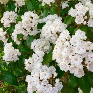 Mountain Laurels, Laurel Bush, Patio Layout Design, Laurel Shrub, Laurel Flower, Rose Garden Landscape, Kalmia Latifolia, Plant Maintenance, Mountain Laurel