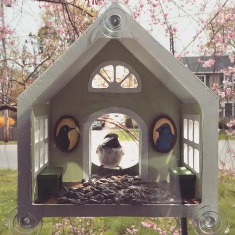 Window Bird House, Cute Bird Feeders, Hanging Bird Houses, Window Birdhouse, Finch Bird House, Window Bird Feeder, Bird Box, Bird Houses Painted, Birdhouse Designs