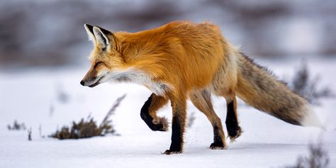 Fox Sake, Fox Pictures, Fox Hunting, Arctic Fox, Wild Dogs, Cute Fox, Red Fox, Animal Photo, Visual Communication