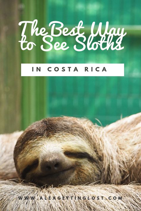 How to see sloths in Costa Rica. A day at the Sloth Sanctuary which cares for adult and baby sloths. Costa Rica Wildlife, Koh Lanta Thailand, Manuel Antonio Costa Rica, Visit Costa Rica, A Sloth, Costa Rica Vacation, Puntarenas, Central America Travel, Montezuma