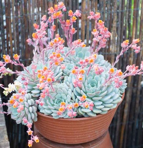 Vigorous, award-winning Echeveria derenbergii (Painted Lady) is an evergreen succulent with small rosettes, 3 in. wide (7 cm), of fleshy, triangular-shaped, dusky blue-gray leaves adorned with red margins. In late winter to summer, it sends up pink-re Kaktus Dan Sukulen, Succulent Garden Design, Succulent Garden Diy, Painted Ladies, Succulent Gardening, Cactus Y Suculentas, Cactus Garden, Garden Care, Pretty Plants