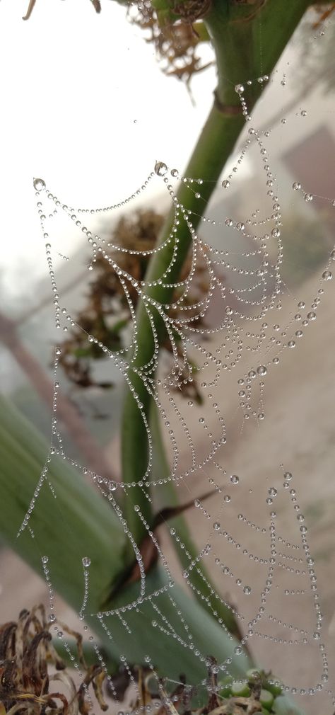 Background image Dewdrop Aesthetic, Dew Drops Aesthetic, Dew Aesthetic, Raindrops Wallpaper, Rain Fairy, Cloudy Morning, Android Photography, Dark Background Wallpaper, Rain Collection