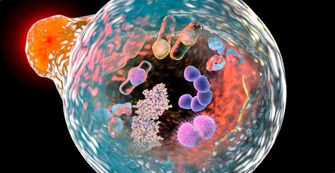 Cell Definition, What Is Autophagy, Cell Parts, Hyperbaric Oxygen Therapy, Eukaryotic Cell, Plasma Membrane, Cells And Tissues, Reactive Oxygen Species, Nucleic Acid