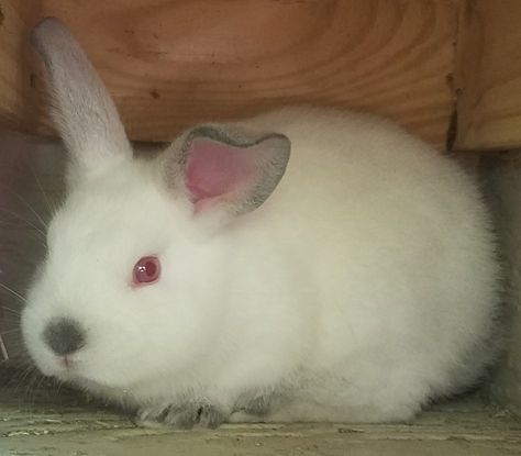 Pet Bunny Rabbits, Pet Bunny, Bunny Rabbits, Truffles, Rabbits, California, Pet, Animals, Quick Saves