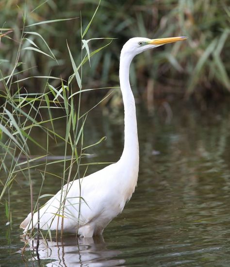 Wonderful Wetland Wildlife – Avalon Marshes Wetland Animals, Wetland Landscape, Meat Branding, Water Vole, Photography Coursework, Salt Marsh, White Egret, Bird Migration, The Great White