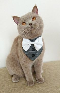 In celebration of National Bow Tie Day heres a salute to some very fancily-dressed Instagram cats. Dog Wedding Bandana, Tie Day, Cat Wedding, Dog Clothes Patterns, Cat Bow, Cat Fashion, Cat Dresses, Pet Fashion, Dog Wedding