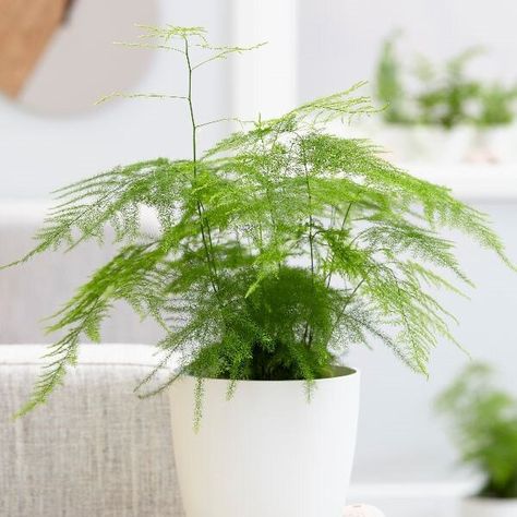 Our Favorite Houseplants — Swansons Nursery - Seattle's Favorite Garden Store Since 1924 Fern Seeds, Asparagus Setaceus, Tanaman Air, Asparagus Plant, Asparagus Fern, Philodendron Monstera, Fern Plant, Small White Flowers, Interior Plants