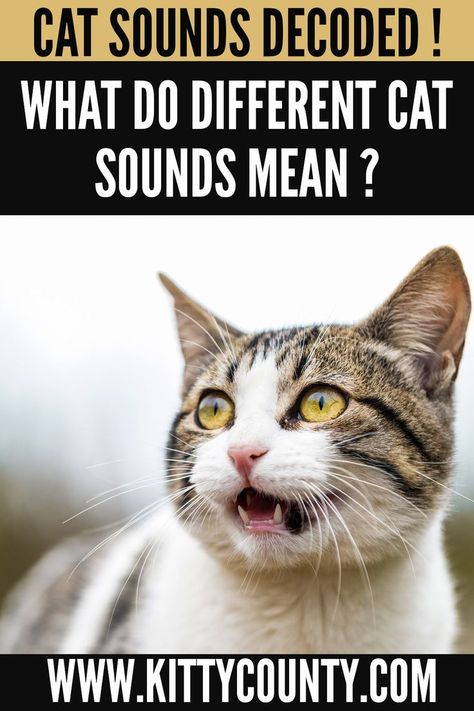 Cat Sounds Meaning, Kittens Care, Cat Sounds, Mean Cat, Cat Language, Cat Body, What Cat, Kitten Meowing, Kitten Care