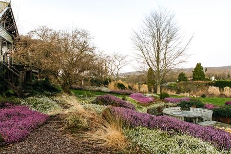 A winter garden filled with heathers | Gardens Illustrated Heather Garden, Gardens Illustrated, Sloping Garden, Heather Gardens, Homes In Ireland, Sloped Garden, Natural Contour, Pot Designs, Ornamental Grasses