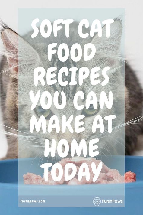 Homemade Wet Cat Food Recipes / homemade soft cat food / Cat Wet Food Recipe Wet Cat Food Recipe, Home Made Cat Food Recipes How To Make, Homemade Wet Cat Food, Cat Food Recipe Homemade, Diy Cat Food Recipe, Kitten Food Recipe, Cat Food Recipe, Cat Food Recipes, Cat Wet Food